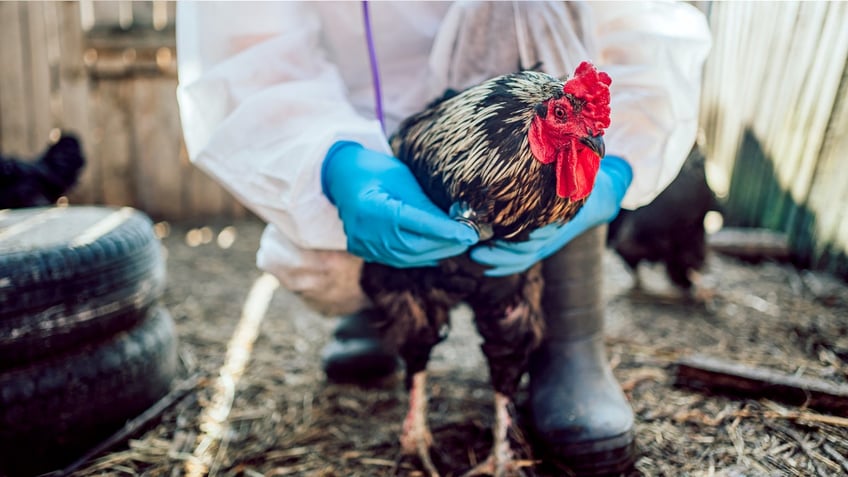Handling chicken bird flu