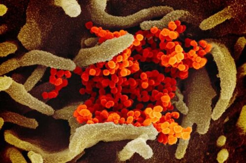 cdc new covid variant estimated to be no 1 strain in us