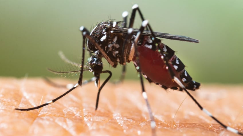 Tiger mosquito