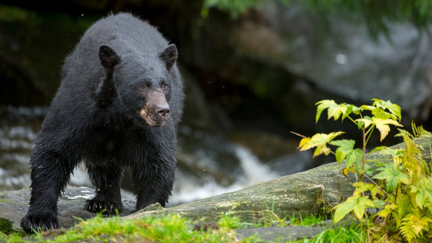 Black bear