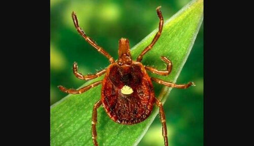 cdc warns red meat allergy caused by ticks an emerging public health concern