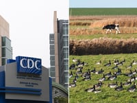 CDC, WebMD give update on current bird flu outbreak: ‘Be alert, not alarmed’