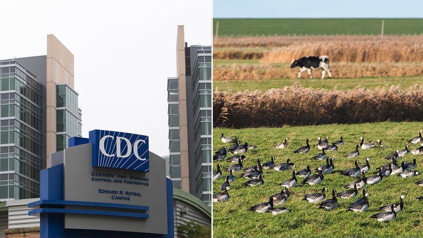 CDC and a cow with birds in the foreground split image