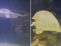 Charlotte the 'pregnant' stingray has died, North Carolina aquarium says