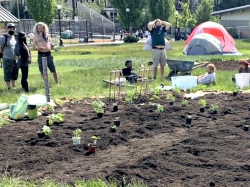 CHAZ guerilla gardening