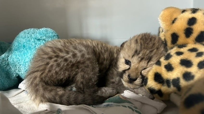 Baby cheetah