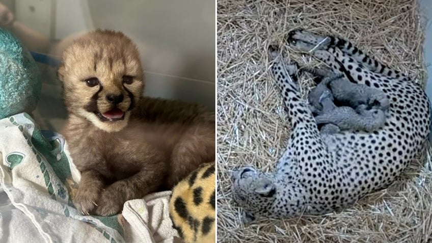 Cheetah cub