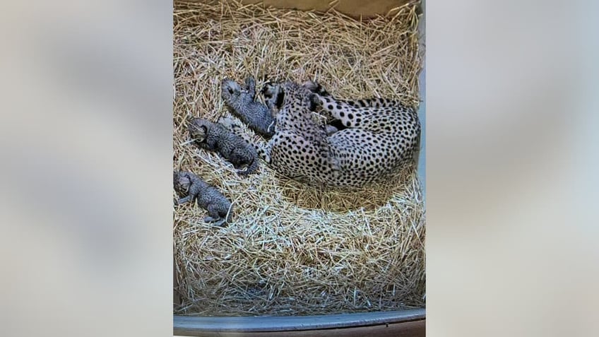 Cheetah with cubs