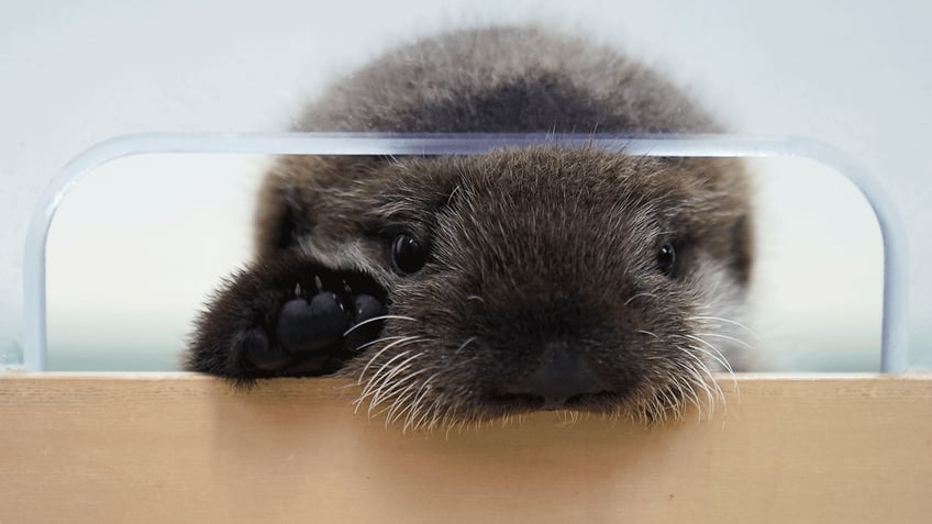 chicago aquarium welcomes sea otter pup rescued from alaska an ambassador for his species