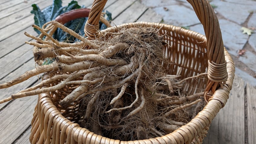 Chicory root