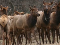 Children attacked, stomped at local park by aggressive cow elk, officials say