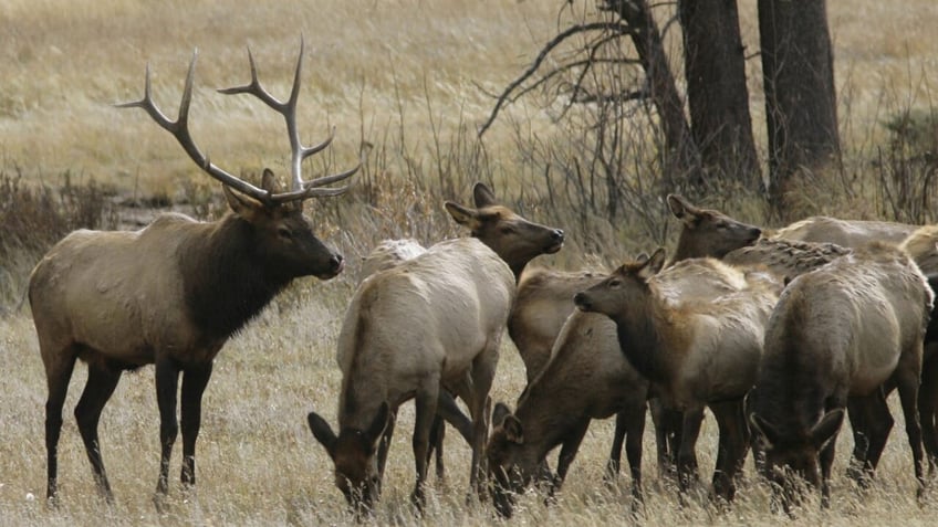 A bull elk watches over a herd of cow elk in Rocky Mountain National Park near Estes Park, Colo.