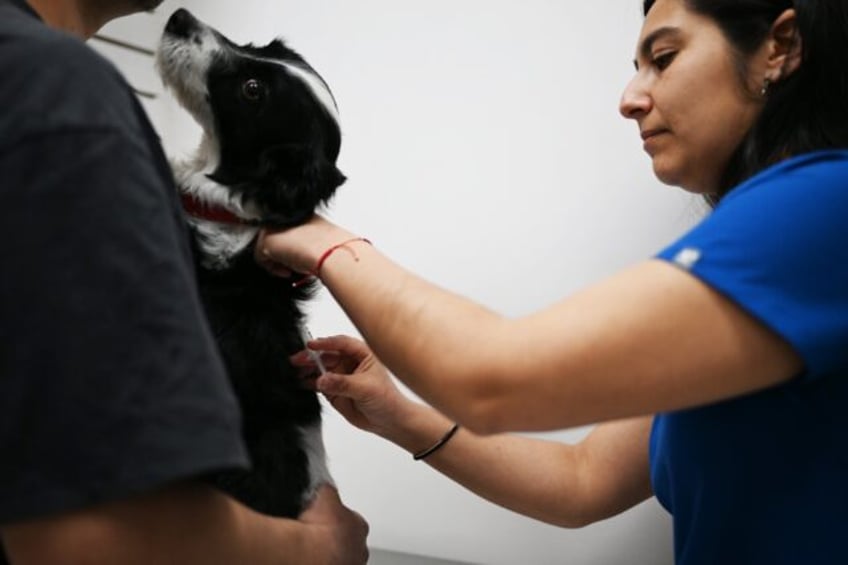 A dog is temporarily sterilized with a vaccine described by its Chilean creators as the fi