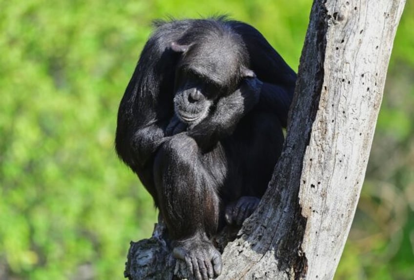 Chimpanzees are steadily honing their tool-using skills -- a process unfolding over millen