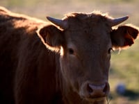 China agrees to lift ban on Spanish beef imports