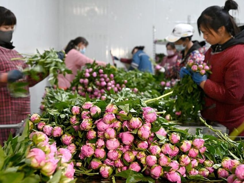 HANDAN, CHINA - MAY 06 2025: People work at a farm producing fresh cut peony flowers in Ha
