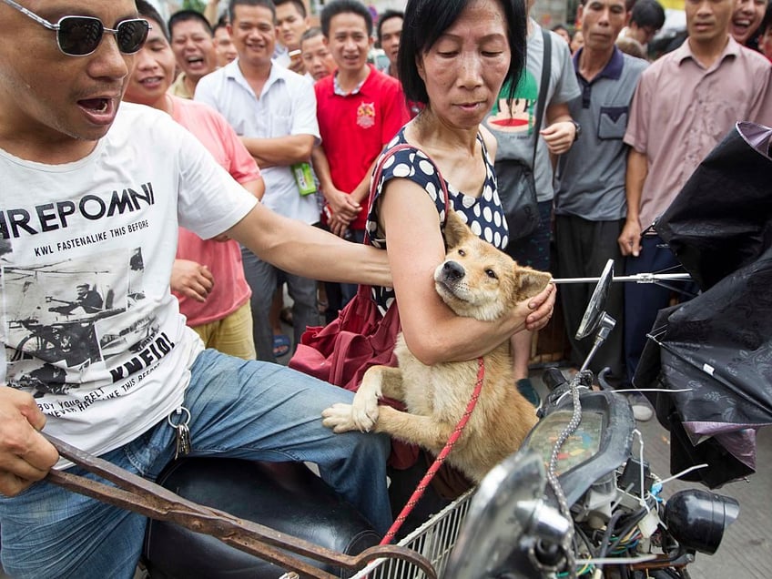 china prepares for gruesome yulin dog meat festival as poll shows most in city do not partake