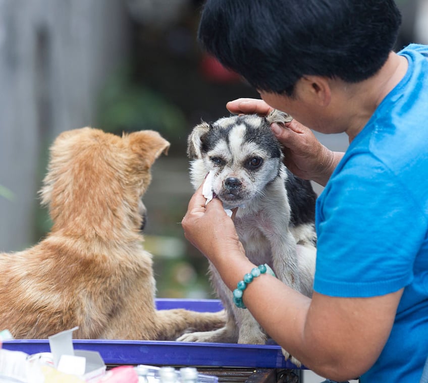 china prepares for gruesome yulin dog meat festival as poll shows most in city do not partake