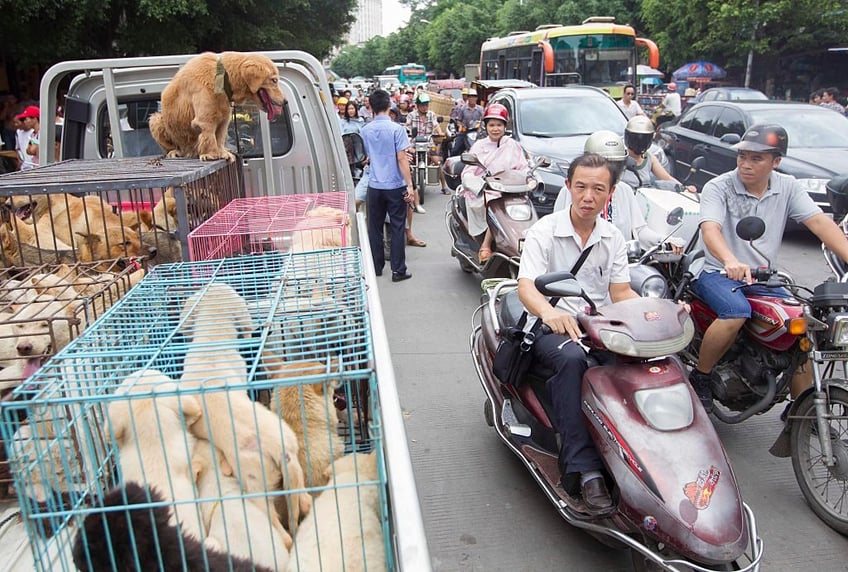 china prepares for gruesome yulin dog meat festival as poll shows most in city do not partake