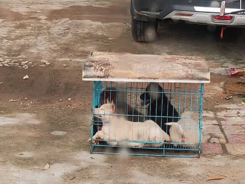 Live dogs and cats for meat sales outside Yulin, China, 24 May 2025