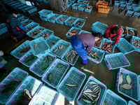 China set to resume imports of Japanese seafood halted over Fukushima water discharge