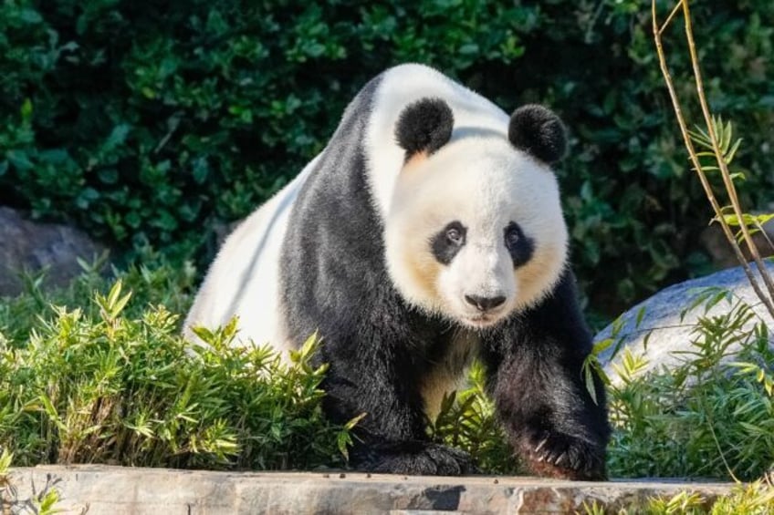 Wang Wang will soon be returning to China along with Fu Ni but two new pandas will be loan