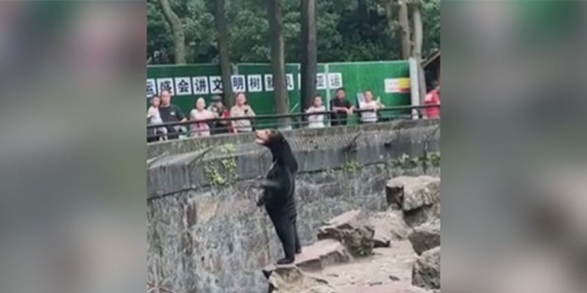 chinese zoo goes viral as it denies its sun bears are humans in disguise