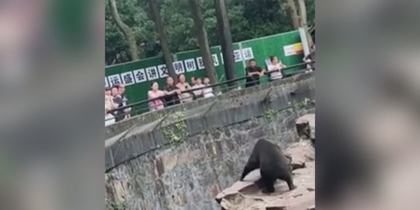 chinese zoo goes viral as it denies its sun bears are humans in disguise