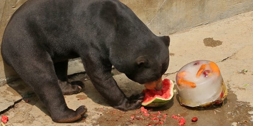 chinese zoo goes viral as it denies its sun bears are humans in disguise