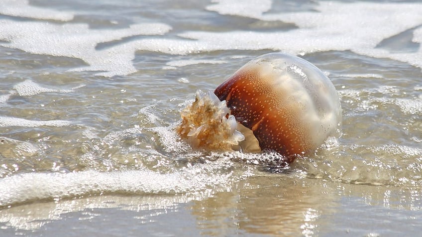 chopped champion on how to prepare jellyfish for consumption plus the health benefits of the sea jelly