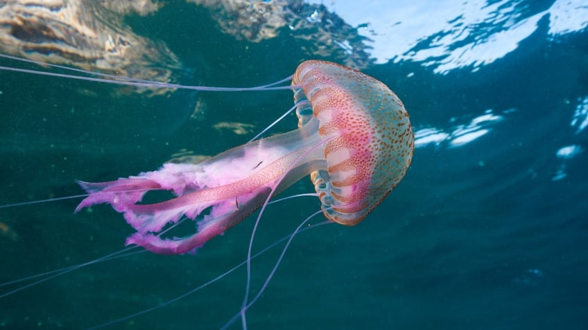 chopped champion on how to prepare jellyfish for consumption plus the health benefits of the sea jelly