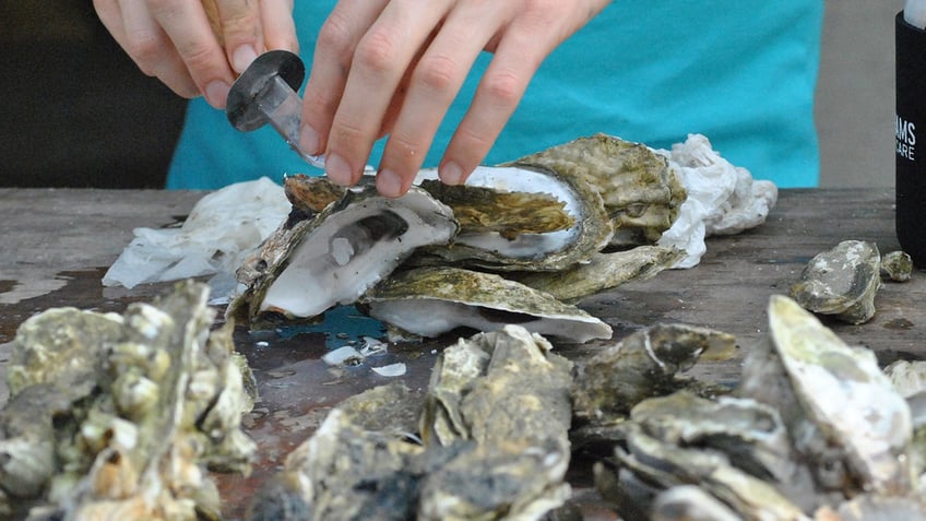 cutting open an oyster.