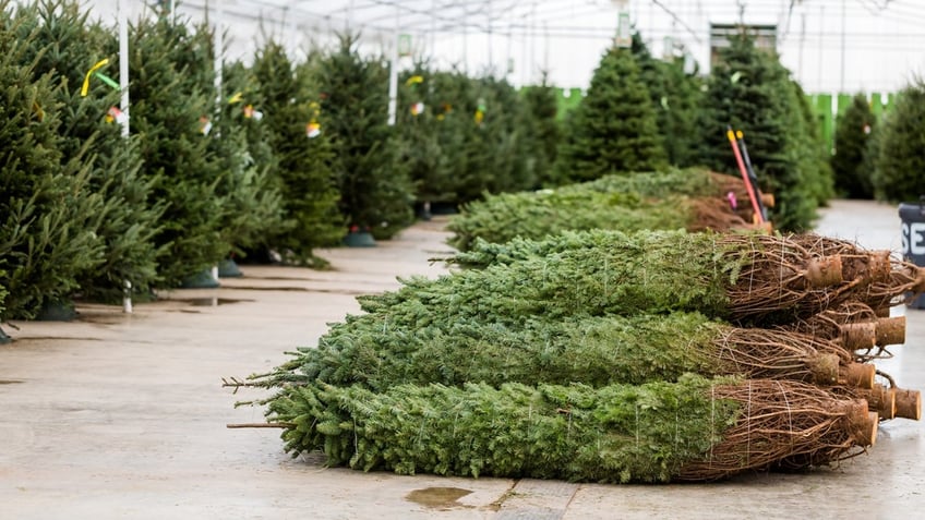 christmas tree shopping heres how to select the perfect one for you