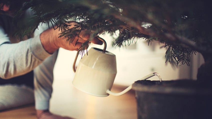 christmas tree shopping heres how to select the perfect one for you