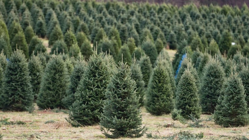 christmas tree shopping heres how to select the perfect one for you