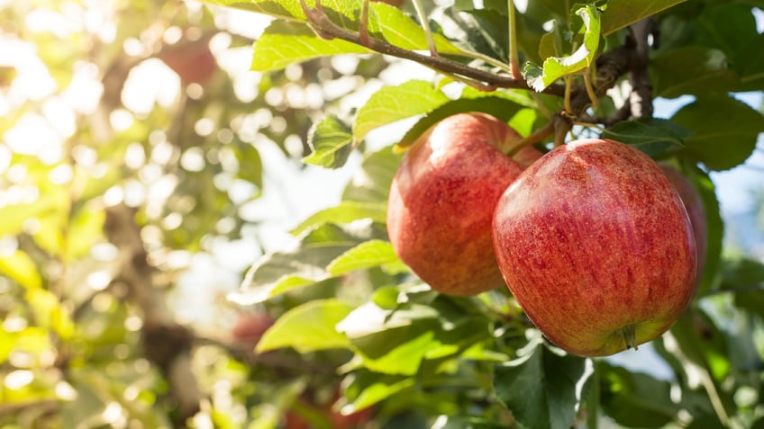 Two juicy red apples in a warm summer evening.