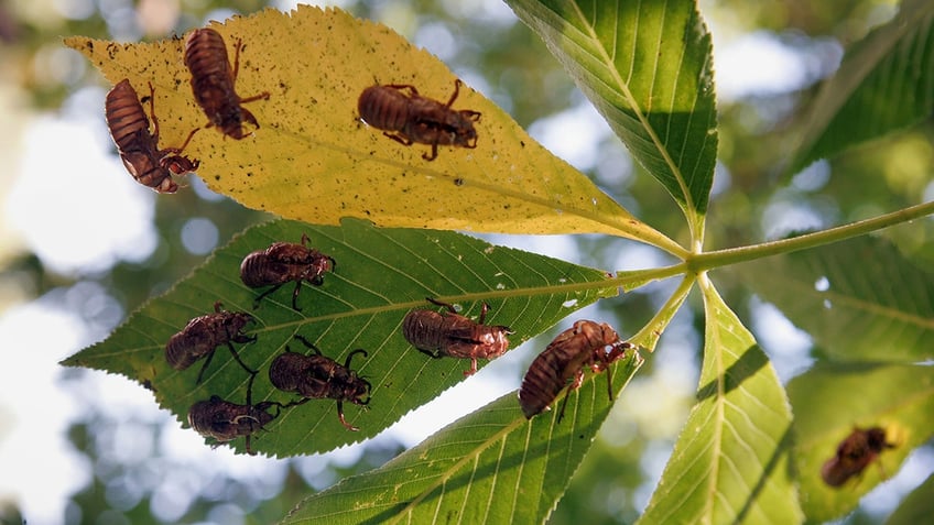 empty cicada shells on a leaf