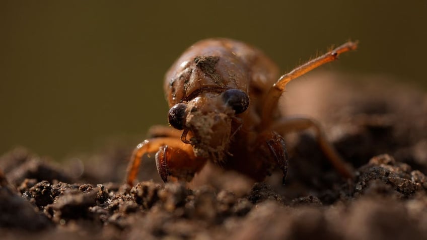 A periodical cicada nymph