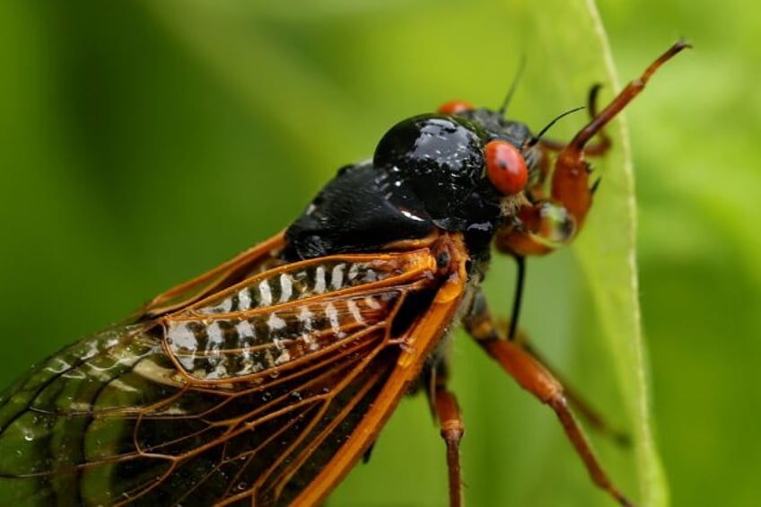 A drop of water lands on the back of a periodical cicada, a member of Brood X, on June 03,