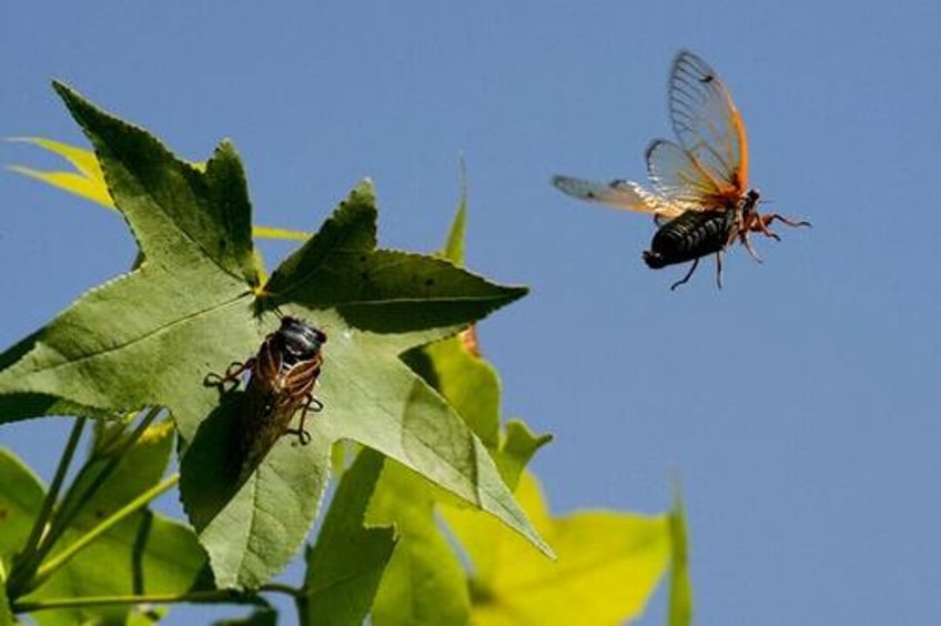 cicada swarm begins rare emergence in eastern us after 17 years underground