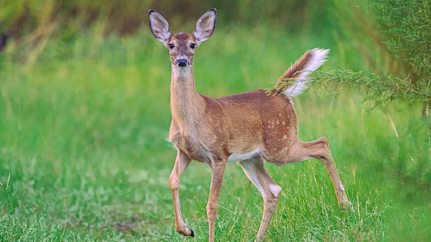 city of pittsburgh is seeking archers to help deal with deer population crisis in parks