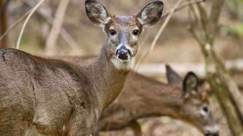 city of pittsburgh is seeking archers to help deal with deer population crisis in parks