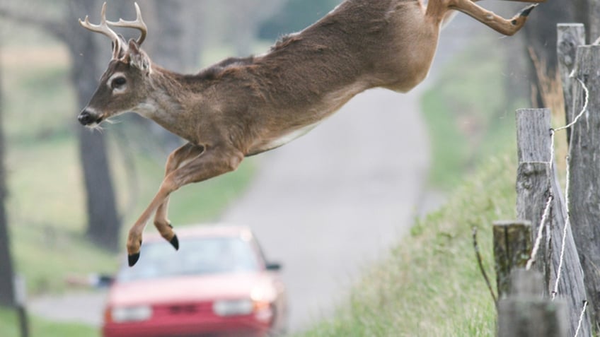 city of pittsburgh is seeking archers to help deal with deer population crisis in parks