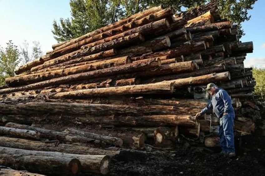 climate activists seek to save the planet by cutting down burying trees