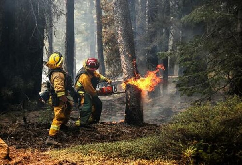 climate activists seek to save the planet by cutting down burying trees