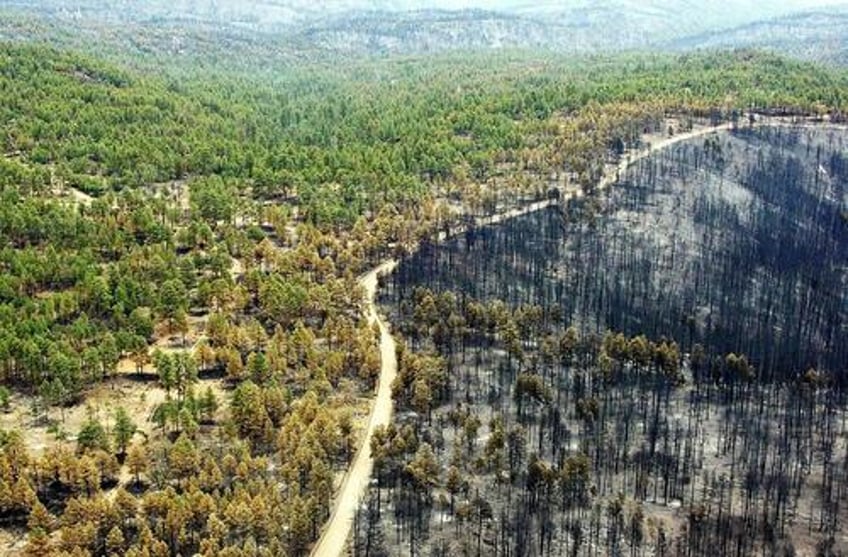 climate activists seek to save the planet by cutting down burying trees