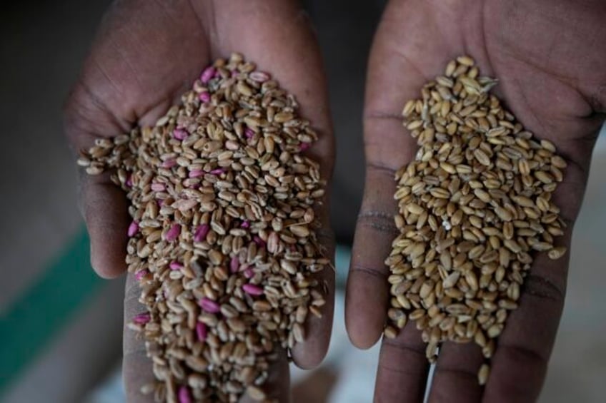 climate and violence hobble nigerias push to rely on its own wheat after the hit from russias war