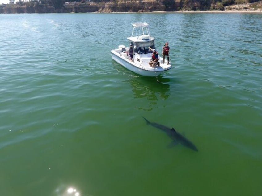 climate change draws great white sharks north threatening ecosystem