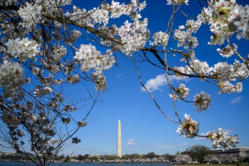 The Washington Monument is seen through the branches of a cherry tree on March 19, 2024
