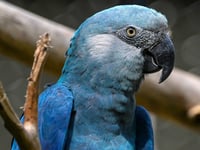 Climate change threatens Brazil's beloved Spix's macaw from animated 'Rio' films